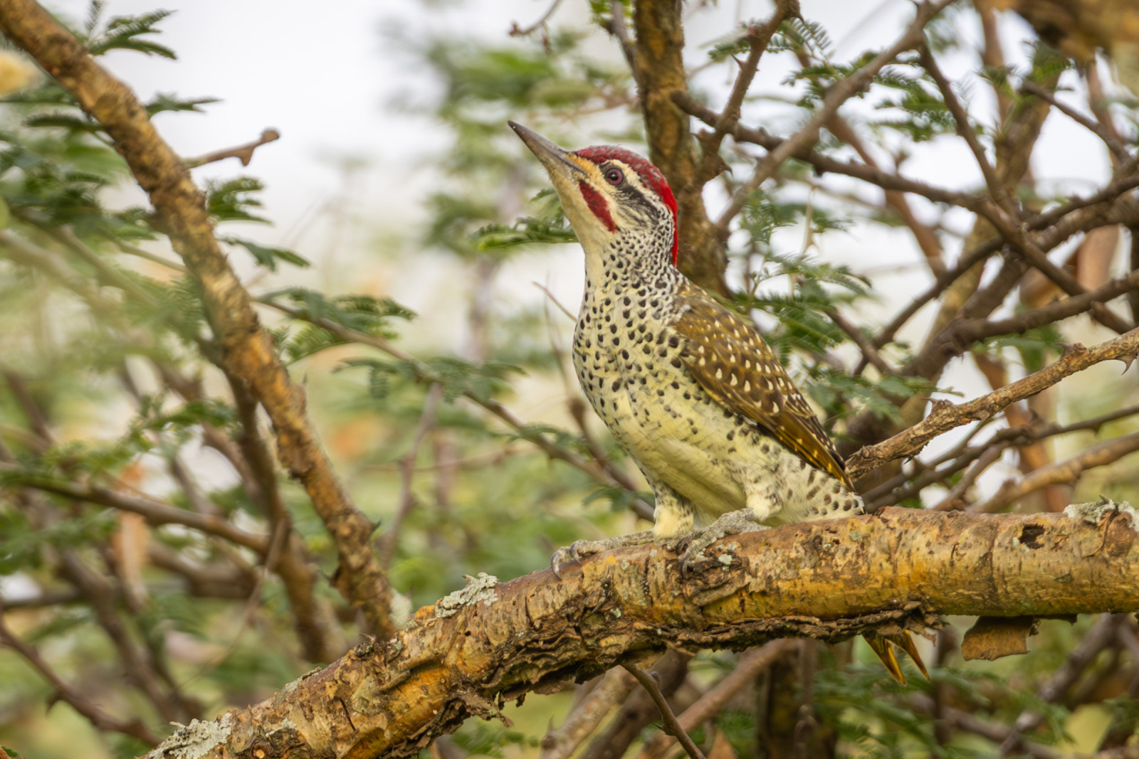 image Nubian Woodpecker